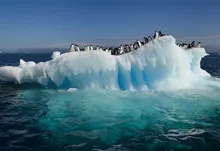 ice penguins arctic 1920x1200 wallpaper Art HD Wallpaper